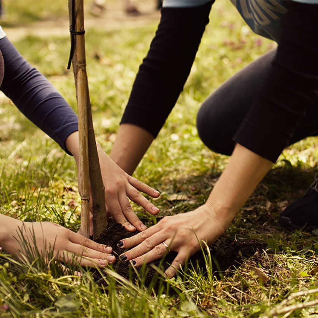 mother-child-collaborate-planting-trees-forest